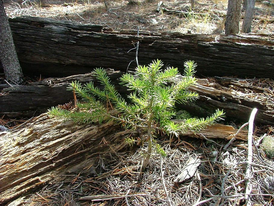 seedling, pine, tree, grow, green, forest, sapling, nature HD wallpaper