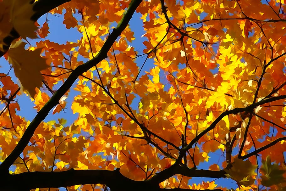 fall foliage, gold orange, maple, light, autumn fire, autumn colours HD wallpaper