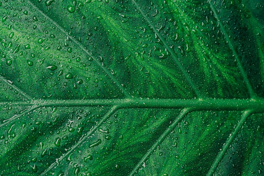 water droplets on green leaf, untitled, dew, botany, line, texture HD wallpaper