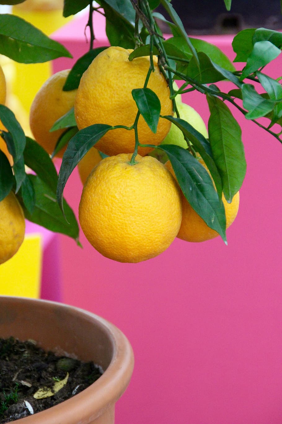 lemons, lemon tree, yellow, still life, citrus fruits, food and drink HD wallpaper