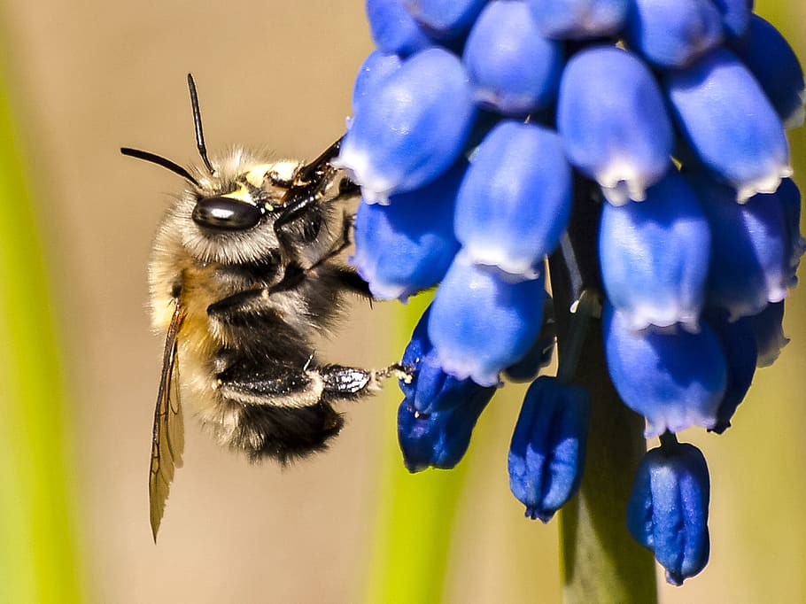 Acker, Hummel, Insect, Animal, acker hummel, nature, bee, flower HD wallpaper
