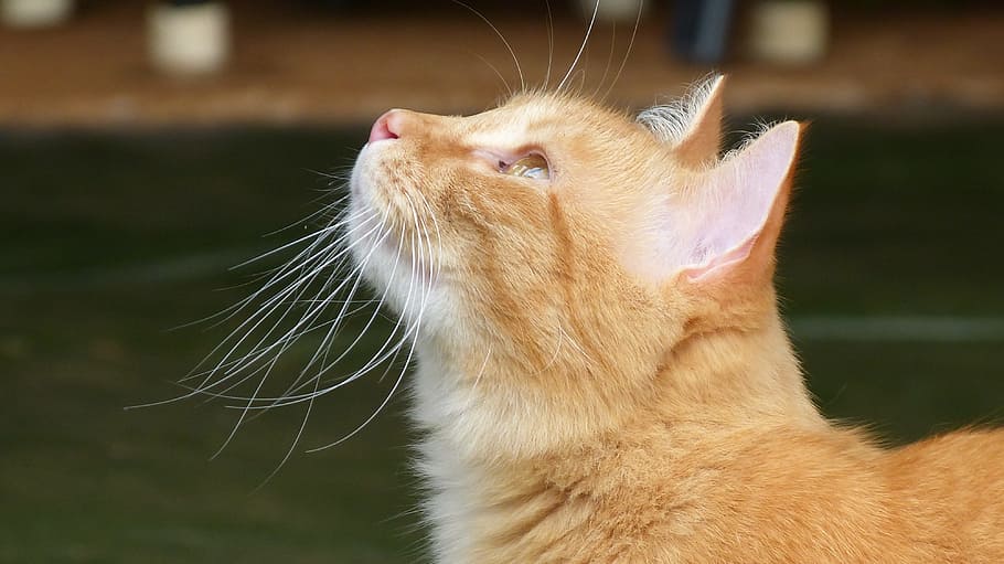 Cat, Tabby, Cute, Furry, Whisker, Fluffy, adorable, kitty, animal HD wallpaper