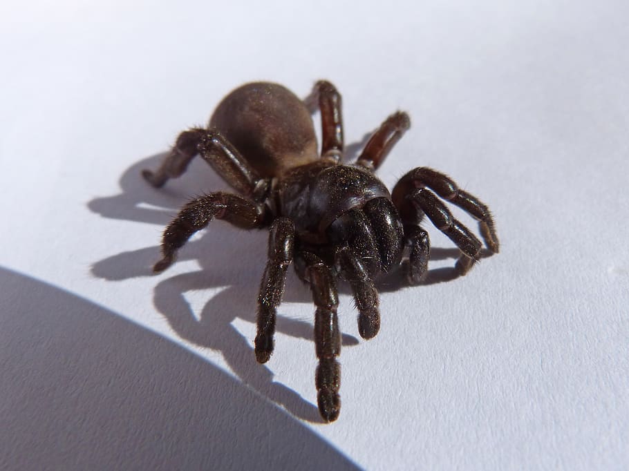 spider, tarantula, arachnid, animal themes, one animal, arthropod HD wallpaper