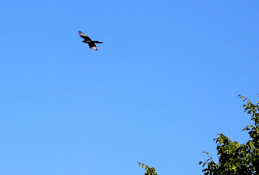 elster, flight, tree, sky, blue, flying, low angle view, clear sky HD wallpaper