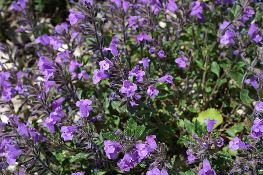 acinos alpinus, flower, blossom, bloom, violet, alpine plant, HD wallpaper