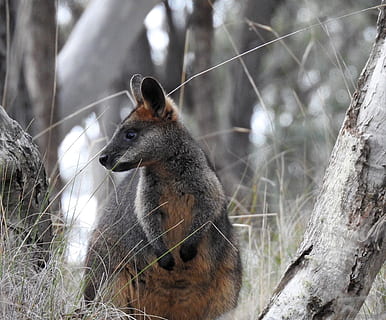 swamp wallaby, kangaroo, standing, looking, trees, wildlife HD wallpaper