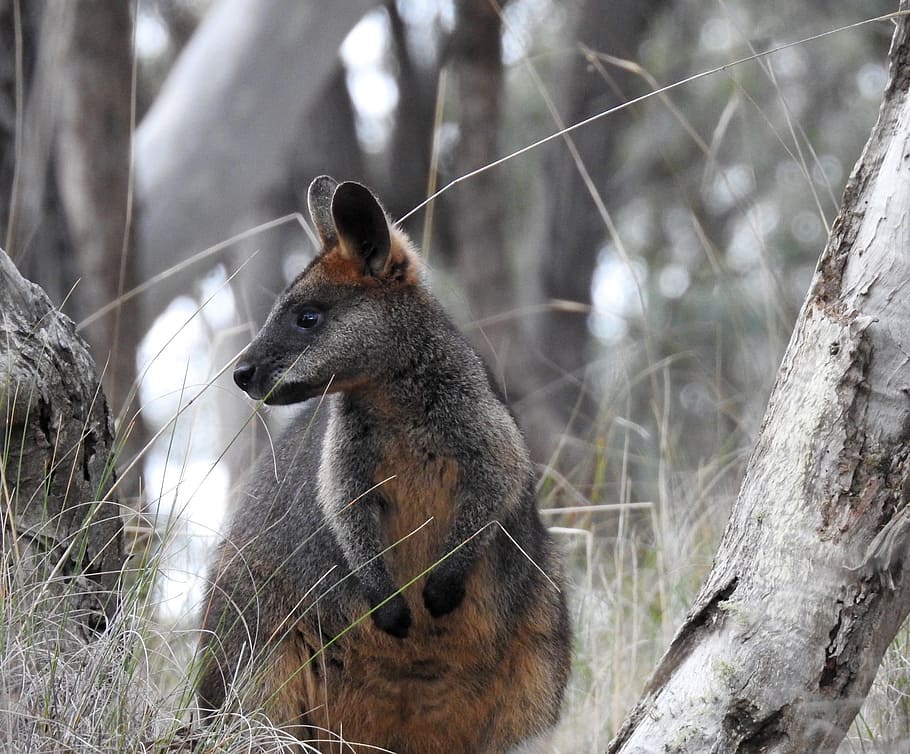 swamp wallaby, kangaroo, standing, looking, trees, wildlife HD wallpaper