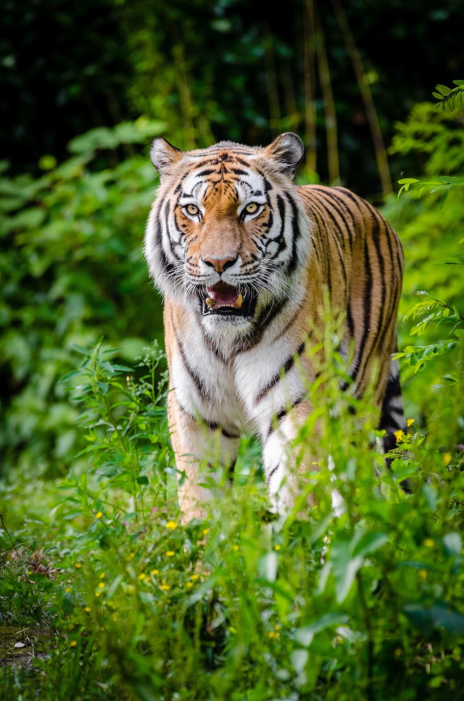 white, brown, and black tiger, animal, animal photography, big cat