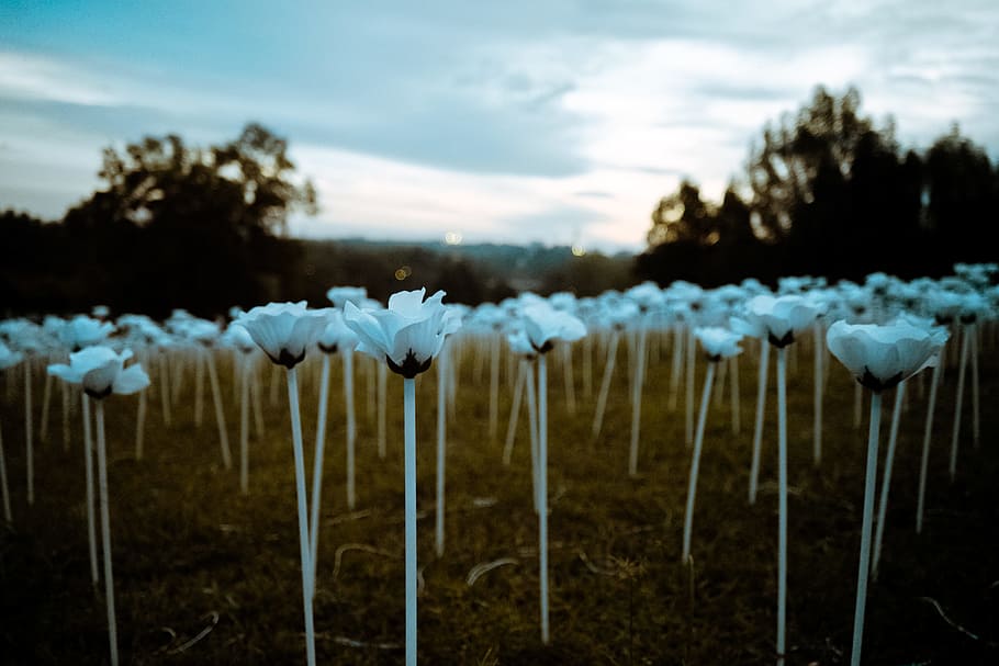 dawn, nature, sky, clouds, bloom, blooming, blossom, blur, close-up HD wallpaper