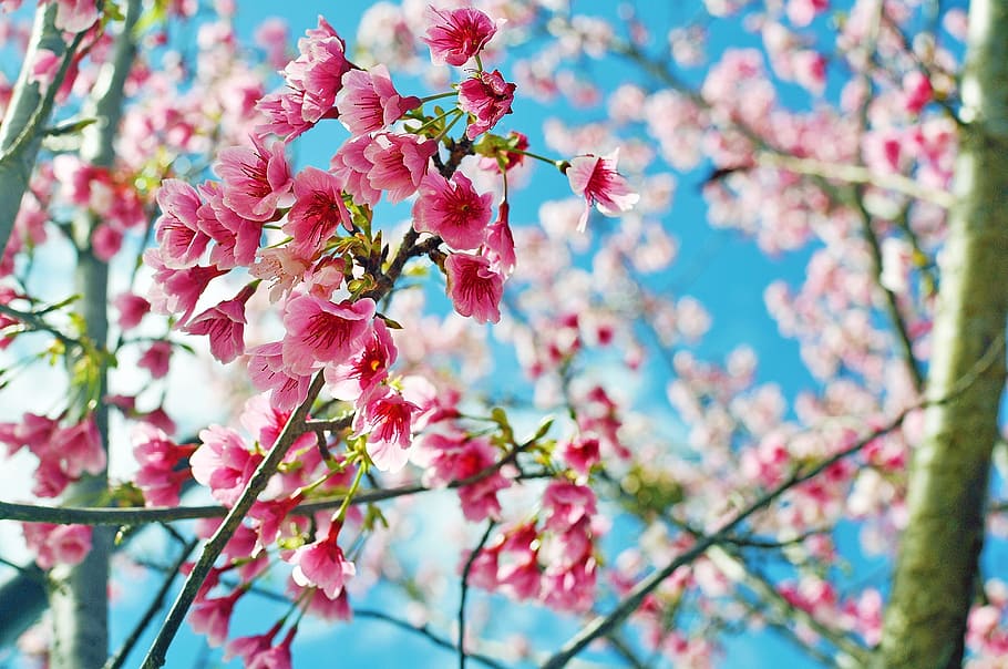 white and pink flowers, Cherry Blossoms, hua xie, plant, spring, HD wallpaper