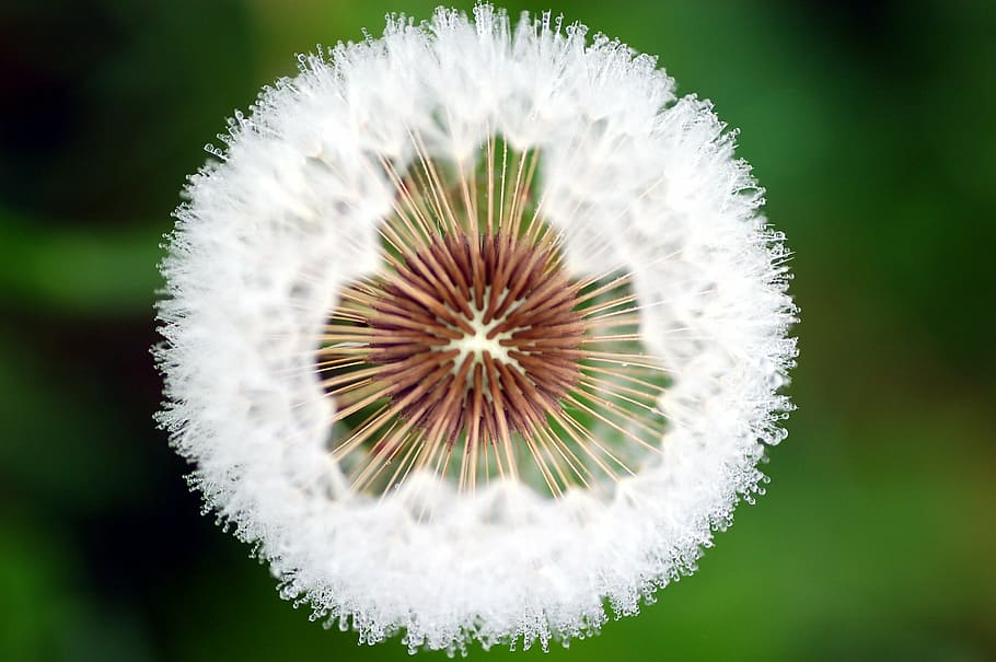 green, plants, flora, nature, vegetable, dandelion, flower HD wallpaper