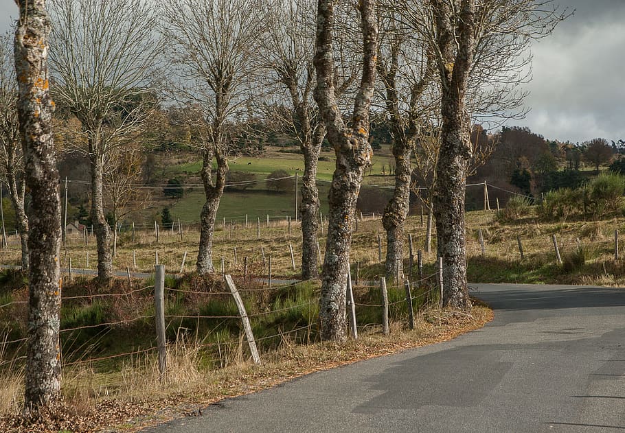 Lozère, Field, Road, Oak Trees, Winter, bare tree, no people HD wallpaper