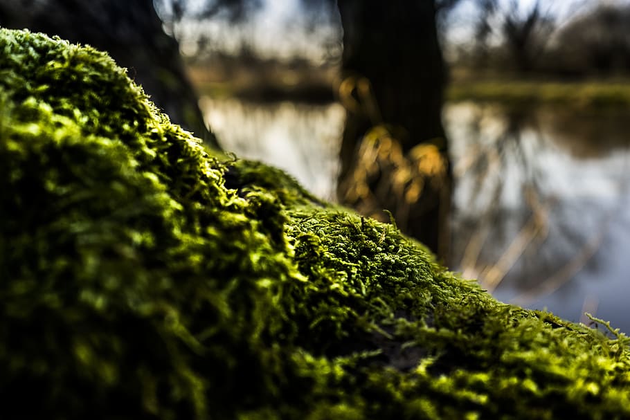 Shallow Focus of Green Moss, blur, environment, fall, flora, grass HD wallpaper