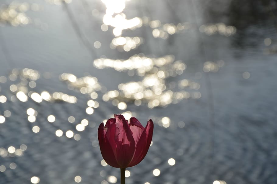evening, male, map, flower, red, heart shape, love, focus on foreground HD wallpaper