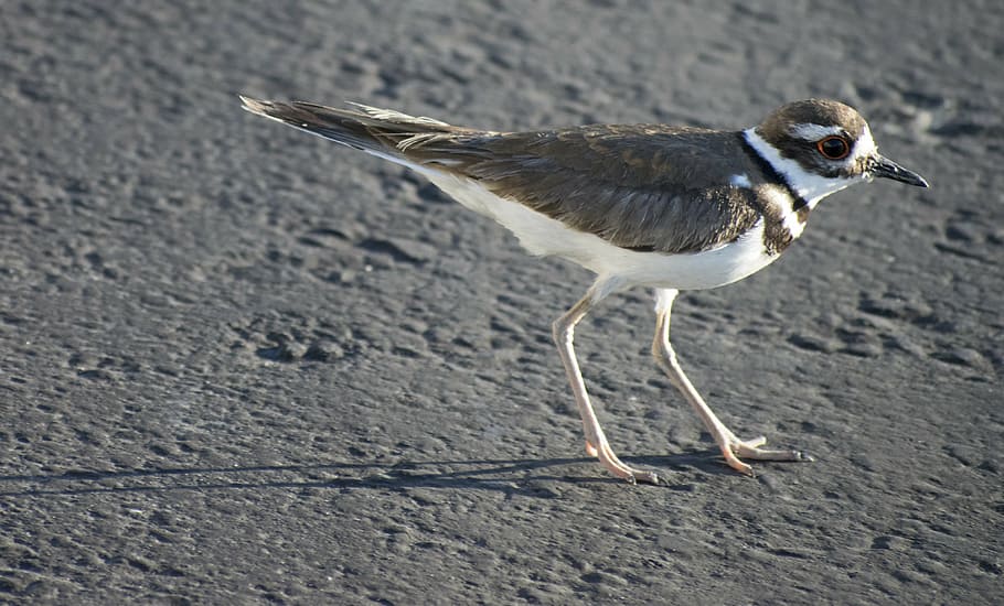 killdeer, bird, wildlife, 2017, animal themes, vertebrate, one animal HD wallpaper