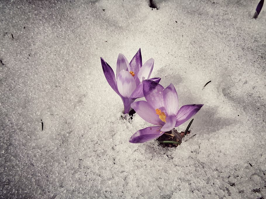 flower, snow, nature, cold, flowers, winter, ice, flowering plant HD wallpaper