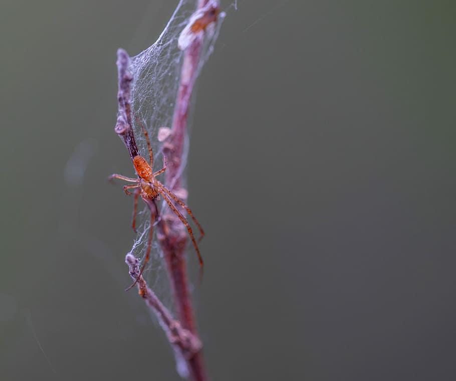 spider, spider web, macro, close-up, one animal, animal themes HD wallpaper