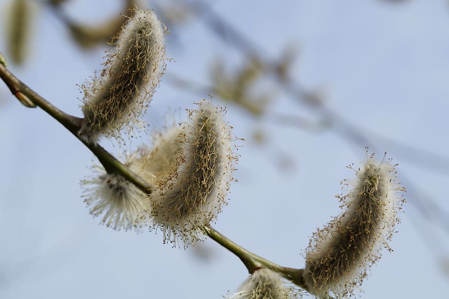 spring, branch, pasture, pussy willow, tree, frühlingsanfang HD wallpaper