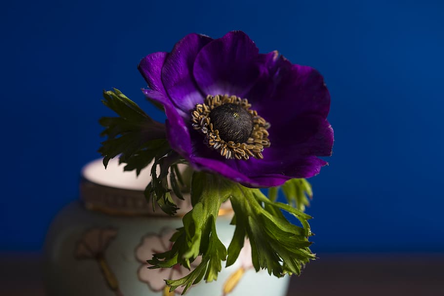 bloom, blossom, flora, flower, macro, nature, vase, plant, bouquet HD wallpaper