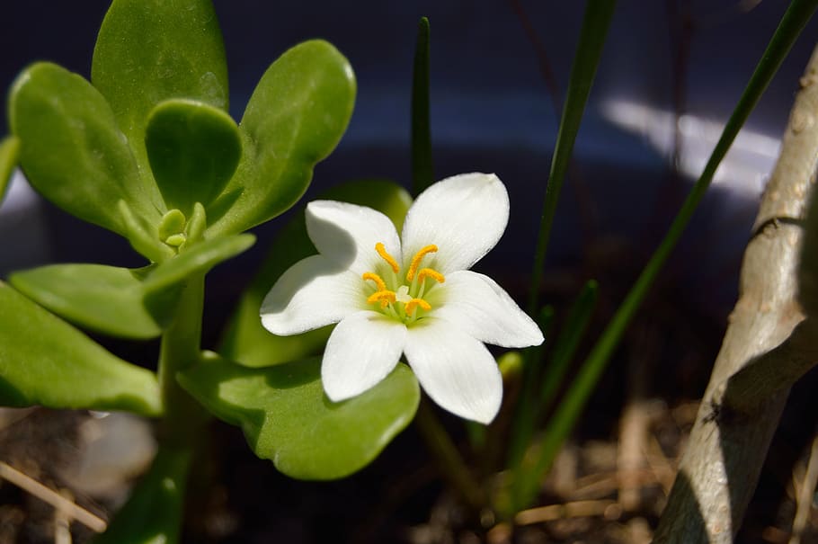 flower, white, spring, leaf, nature, natural, plant, floral HD wallpaper