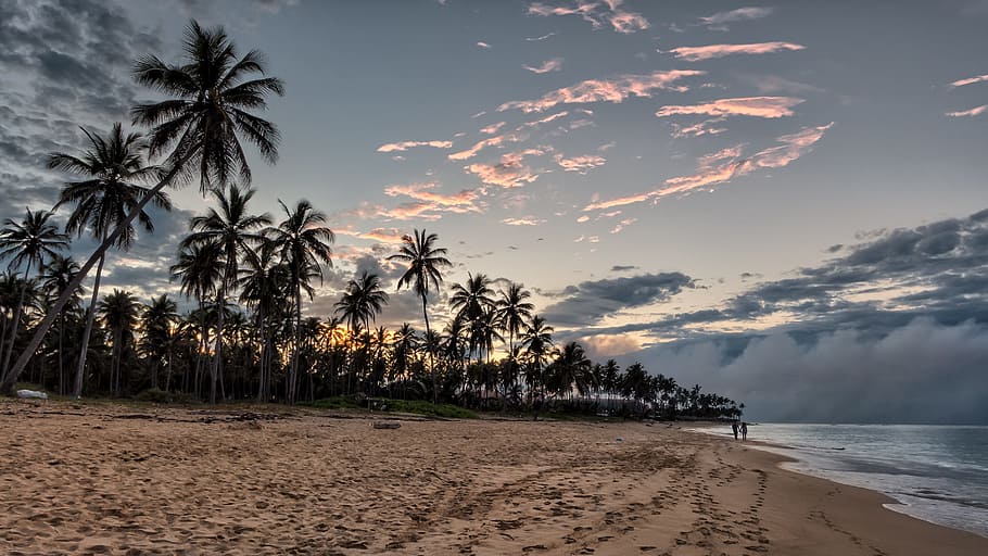 coconut trees near the ocean, beach, sunset, sunset beach, sky, HD wallpaper