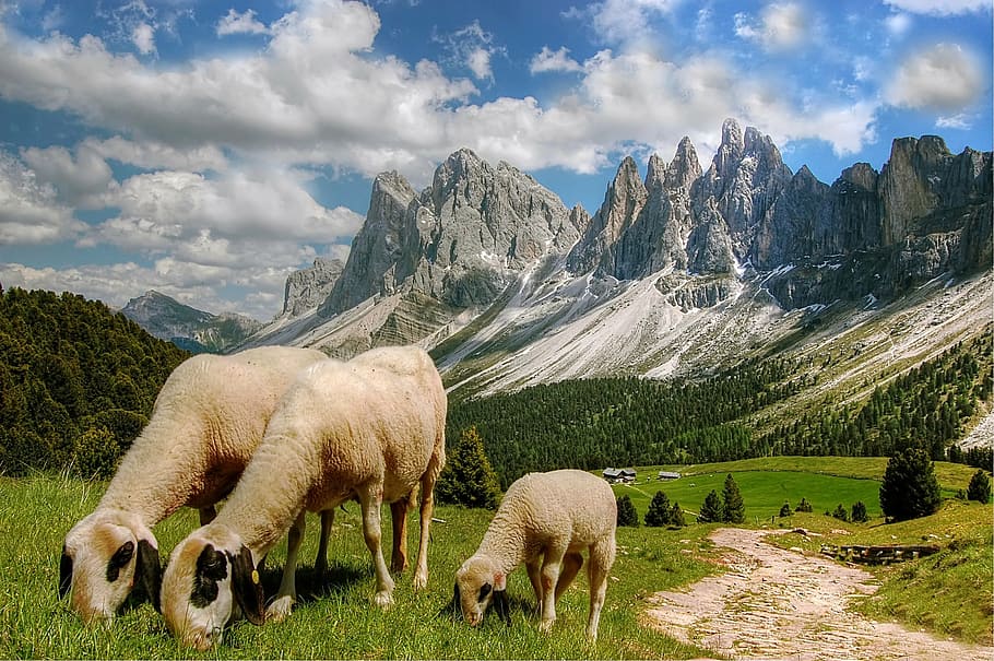 three beige sheep's on green grass, dolomites, mountains, south tyrol, HD wallpaper