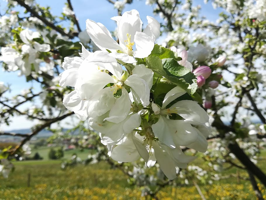 flower, tree, branch, apple, flowering plant, fragility, vulnerability HD wallpaper