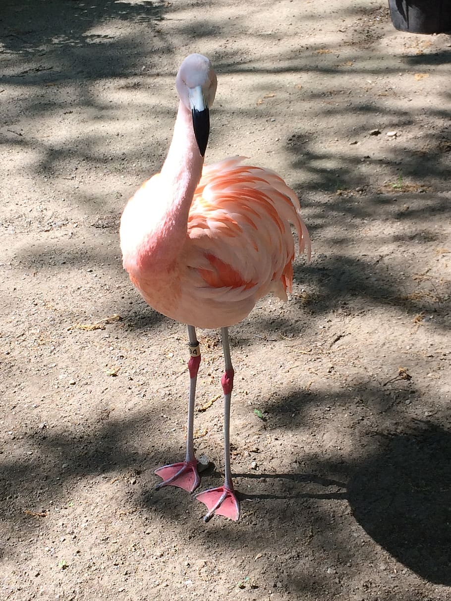 flamingo, bird, zoo, animal, animal themes, vertebrate, animals in the wild HD wallpaper