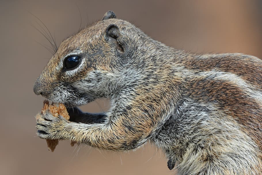 squirrel, ground squirrel, animal, chipmunk, food, animal themes HD wallpaper