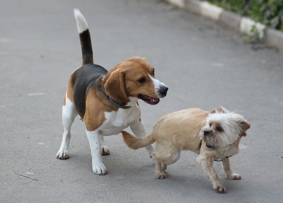 beagle, poodle, dog, cheerful, playful, brown, animals, pets HD wallpaper