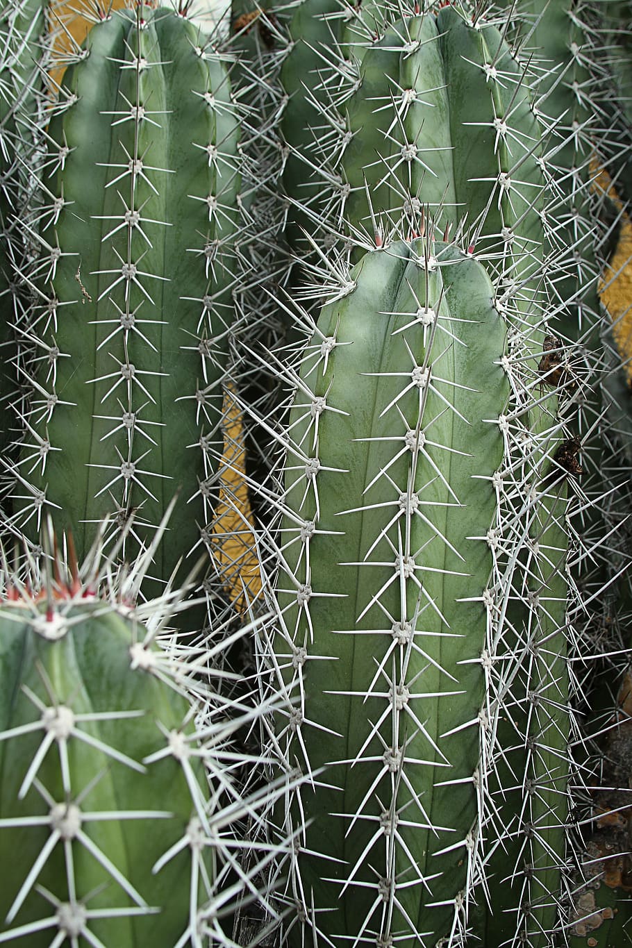 cactus, sting, prickly, plant, nature, green, flora, close HD wallpaper