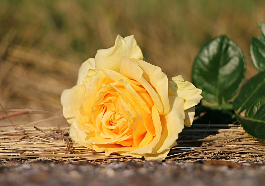 yellow rose flower placed on brown twigs selective focal photo HD wallpaper