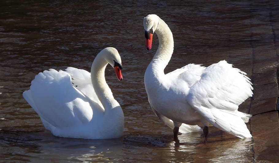 White, Swans, Water, Lake, Birds, two, wild birds, nature, animals in the wild HD wallpaper