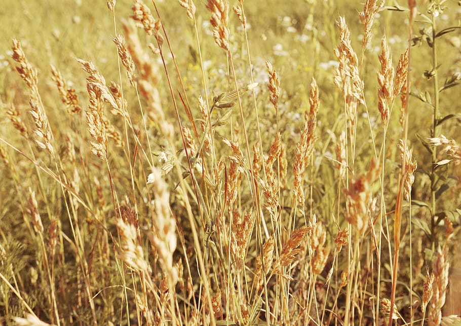 kolos, field, meadow, wheat, cereals, nature, growth, plant, HD wallpaper
