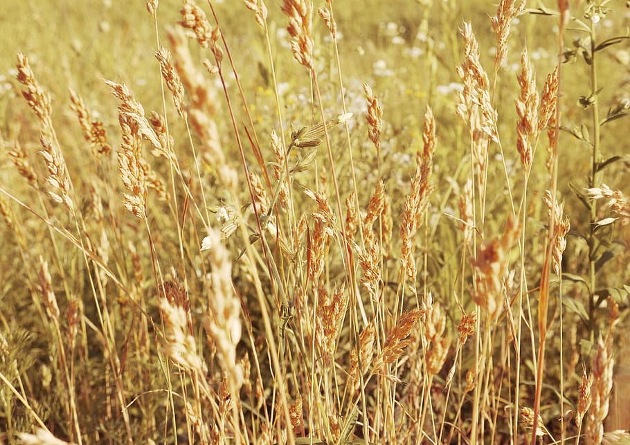 kolos, field, meadow, wheat, cereals, nature, growth, plant HD wallpaper
