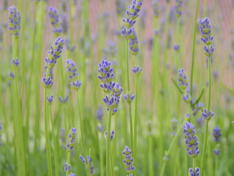 macroshot photo of purple flowers, lavender, violet, close HD wallpaper