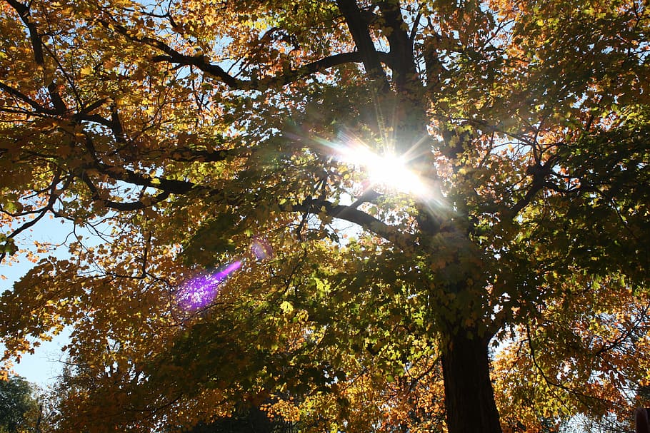 light, trees, halo, autumn, sunlight, nature, pine, natural HD wallpaper