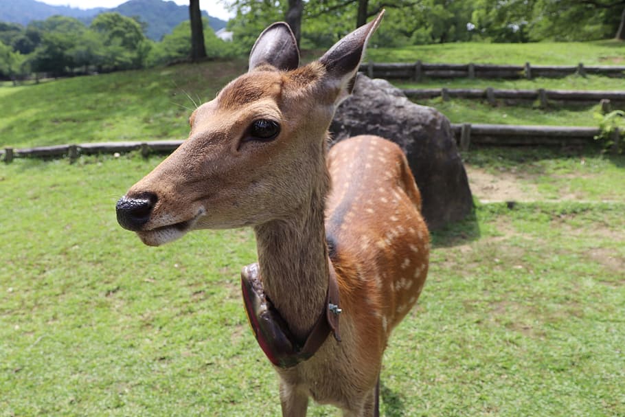 small deer, grassland, cute, animal themes, mammal, one animal HD wallpaper