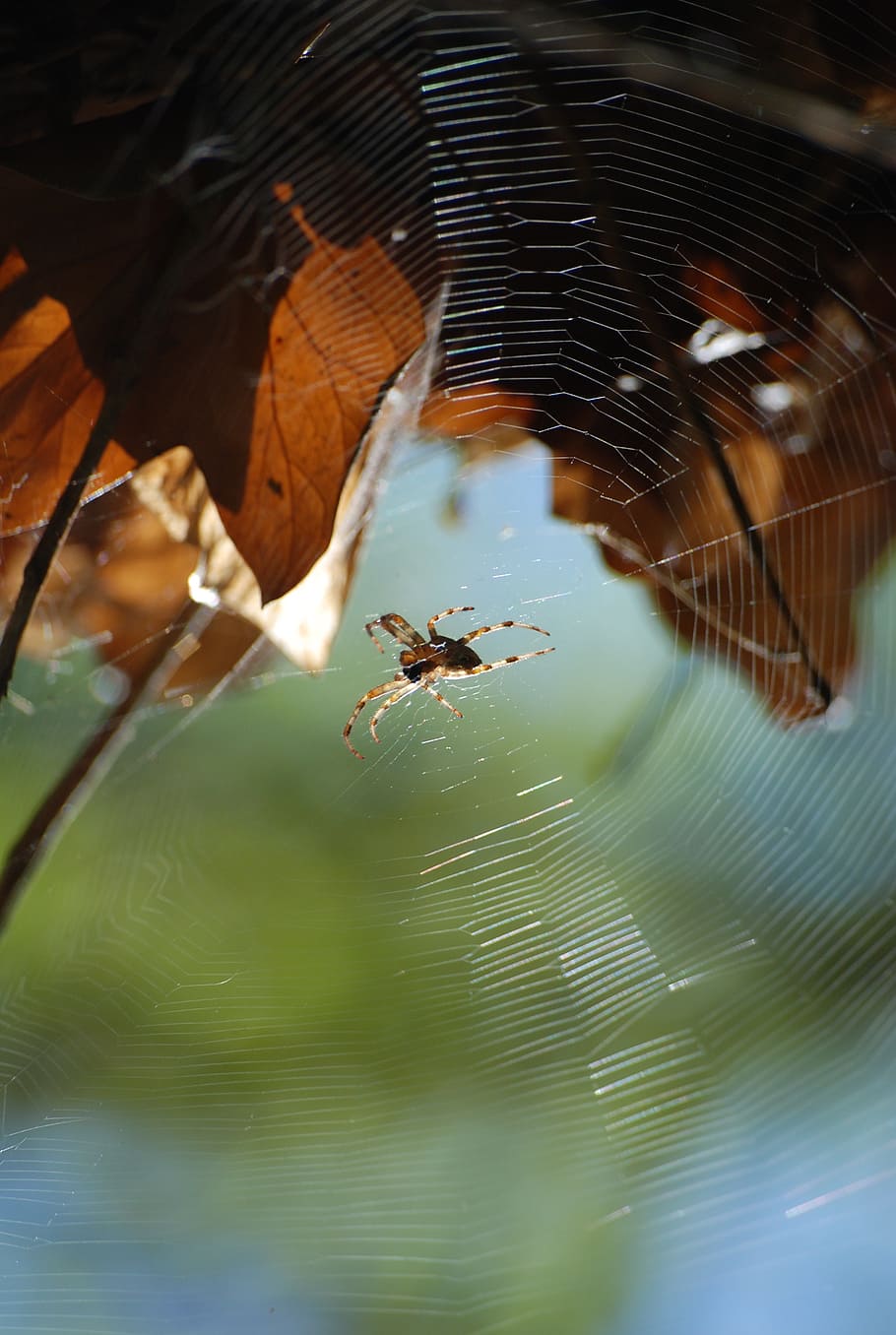 insect, spider, canvas, animals, macro, nature, animal themes HD wallpaper