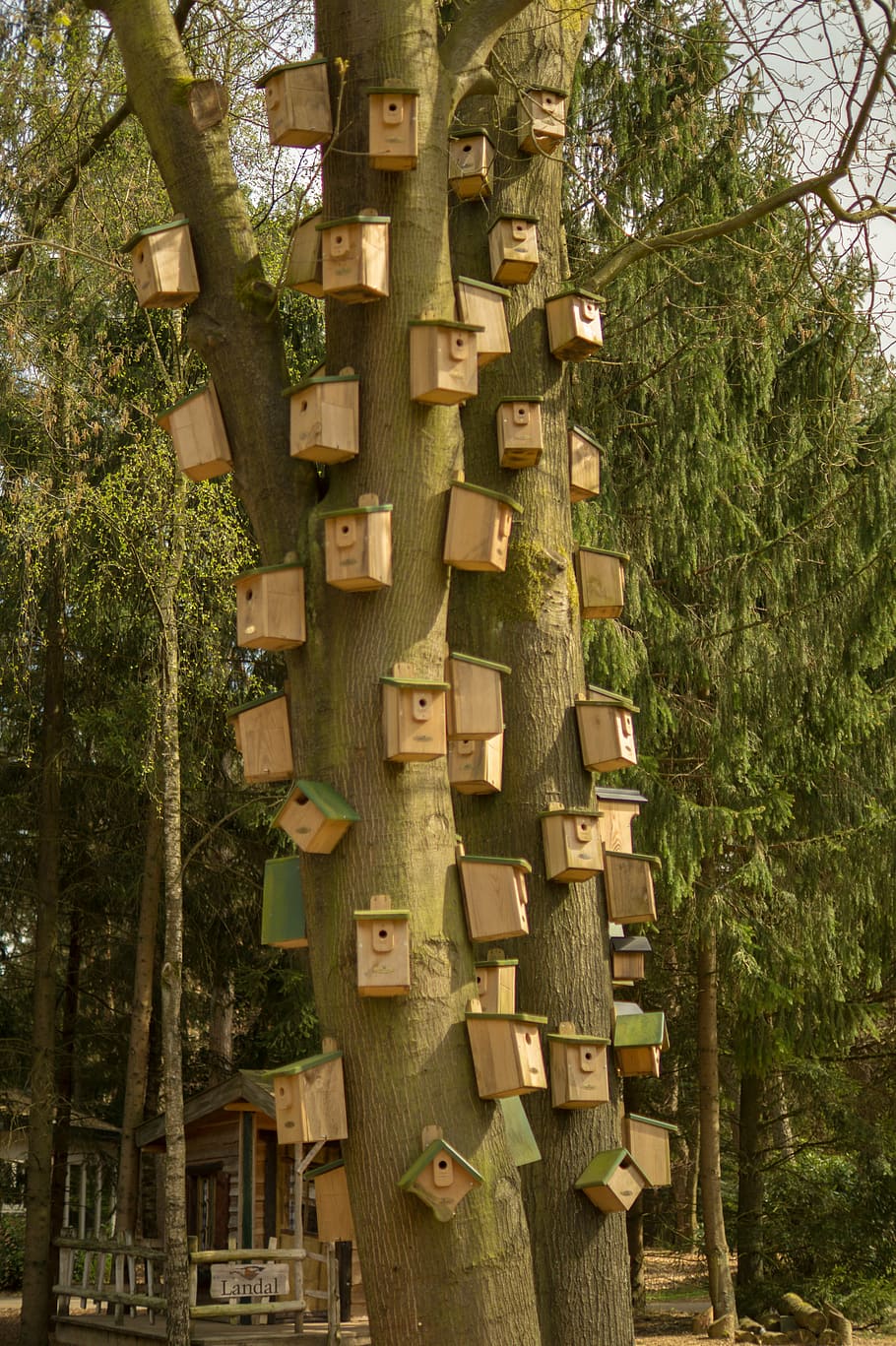 bird, house, wood, tree, skyscraper, nest, nature, outdoor HD wallpaper