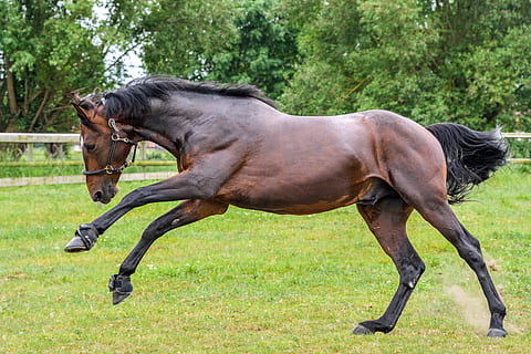 brown and black horse kicking the grass, run, play, pre, animal HD wallpaper