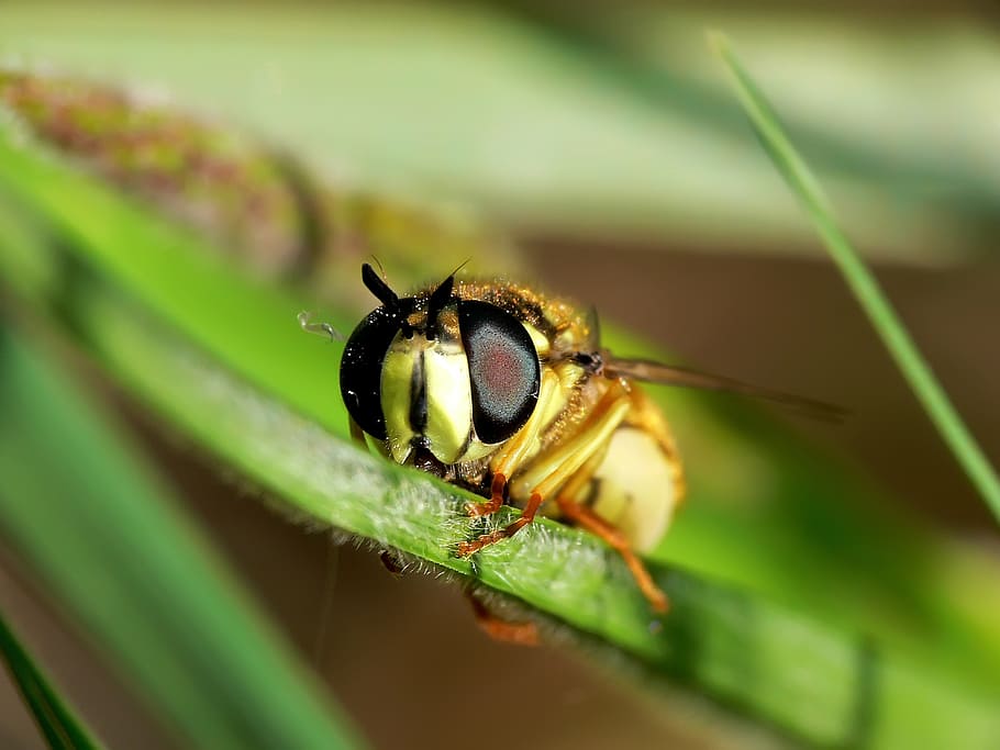 wasp, insect, close, macro, nature, close-up, animal, fly, wildlife HD wallpaper