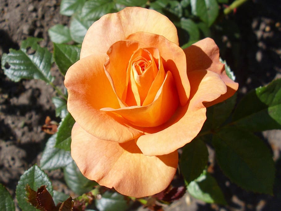 rose, bengali, flower, orange, blooming, petals, beauty in nature HD wallpaper