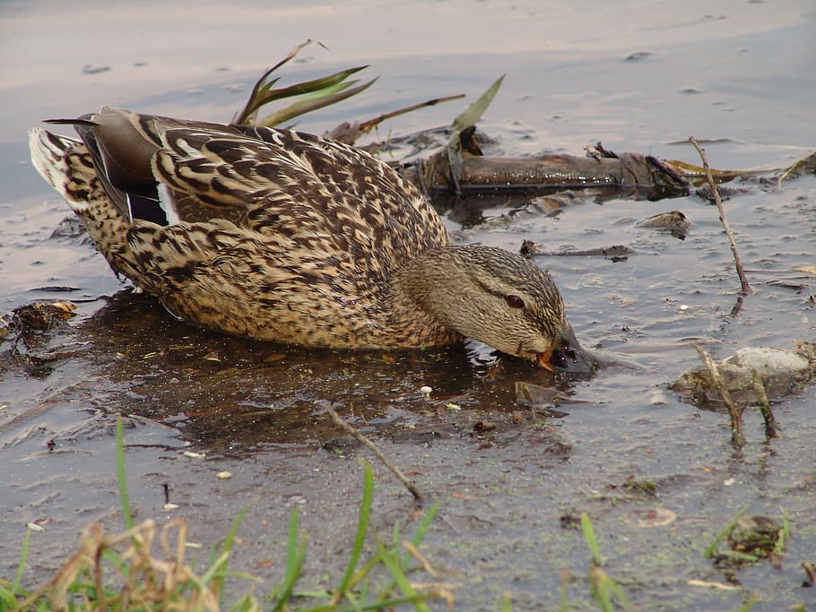 duck, birds, nature, animals in the wild, animal wildlife, animal themes HD wallpaper