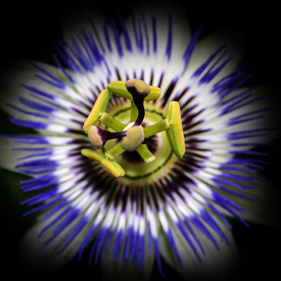 passiflora, blossom, bloom, close, passion flower, nature, plant HD wallpaper
