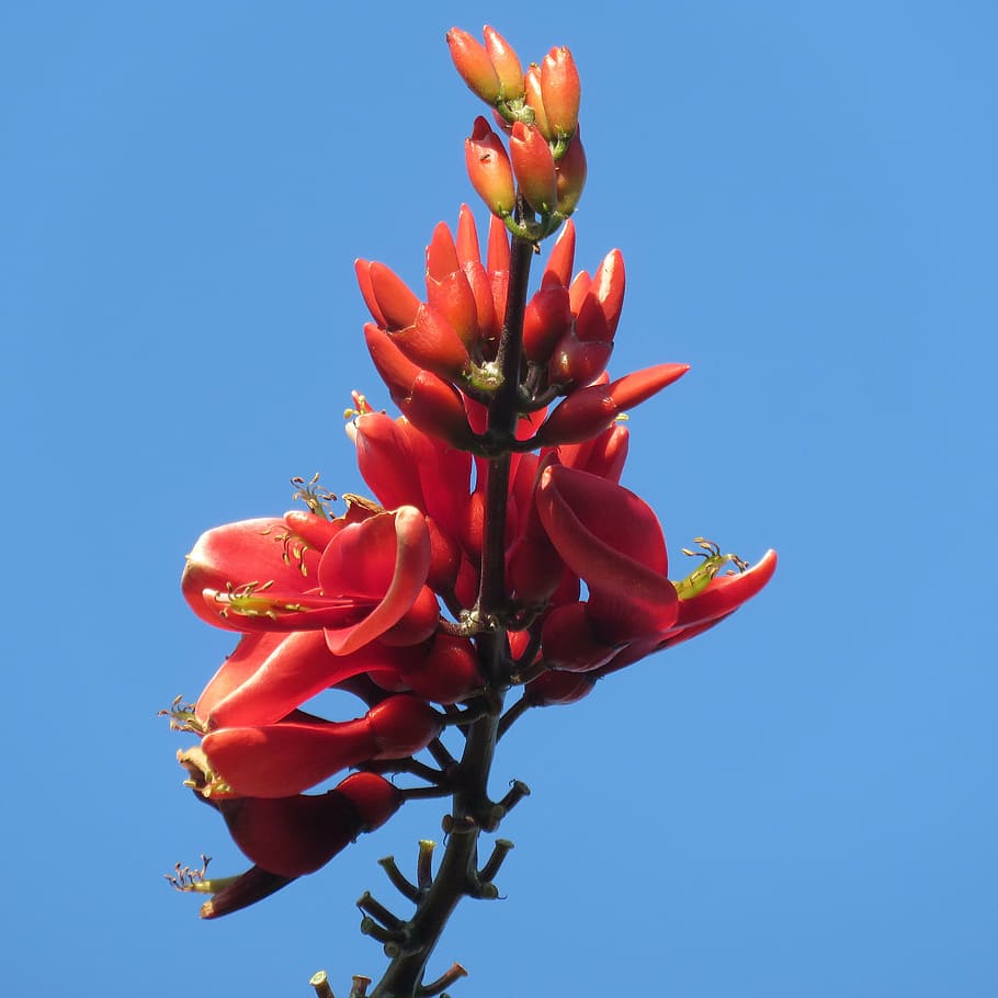 red, flower, blue, sky, nature, floral, spring, plant, summer HD wallpaper