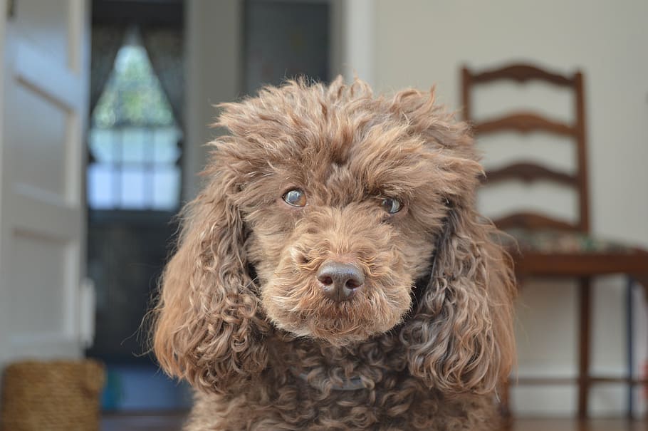 adult brown toy poodle, dog, french, puppy, cute, canine, doggy