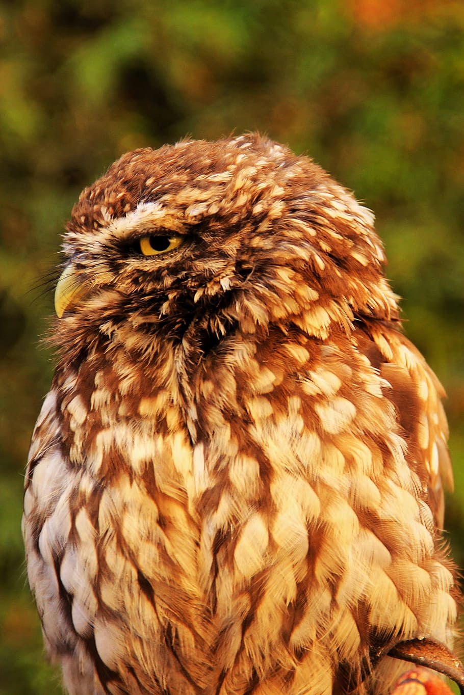 Croaker, Owl, Night, Bird, Hunter, Rapid, night bird, one animal HD wallpaper