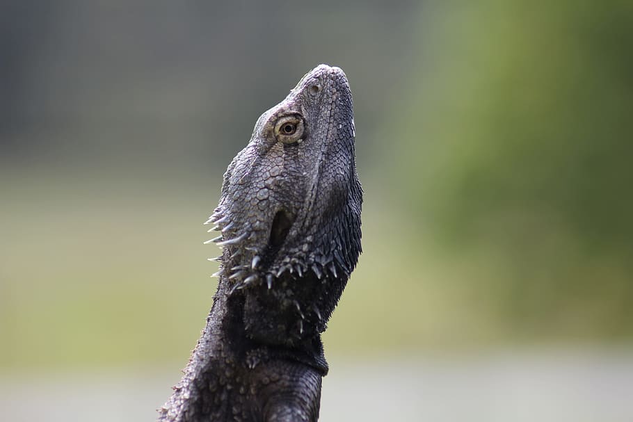 bearded, dragon, reptile, wildlife, animal, pet, nature, australia HD wallpaper