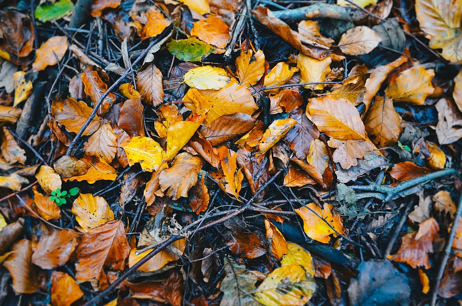 top view photography of leaves, wet leaves on the ground, leaf HD wallpaper